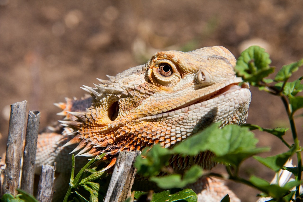 bearded dragon