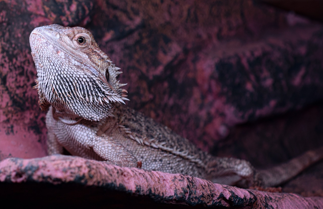 bearded dragon