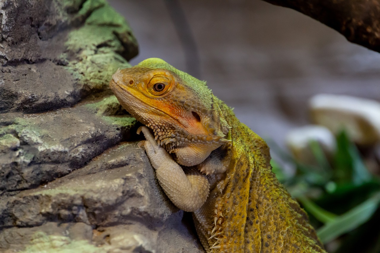 bearded dragon