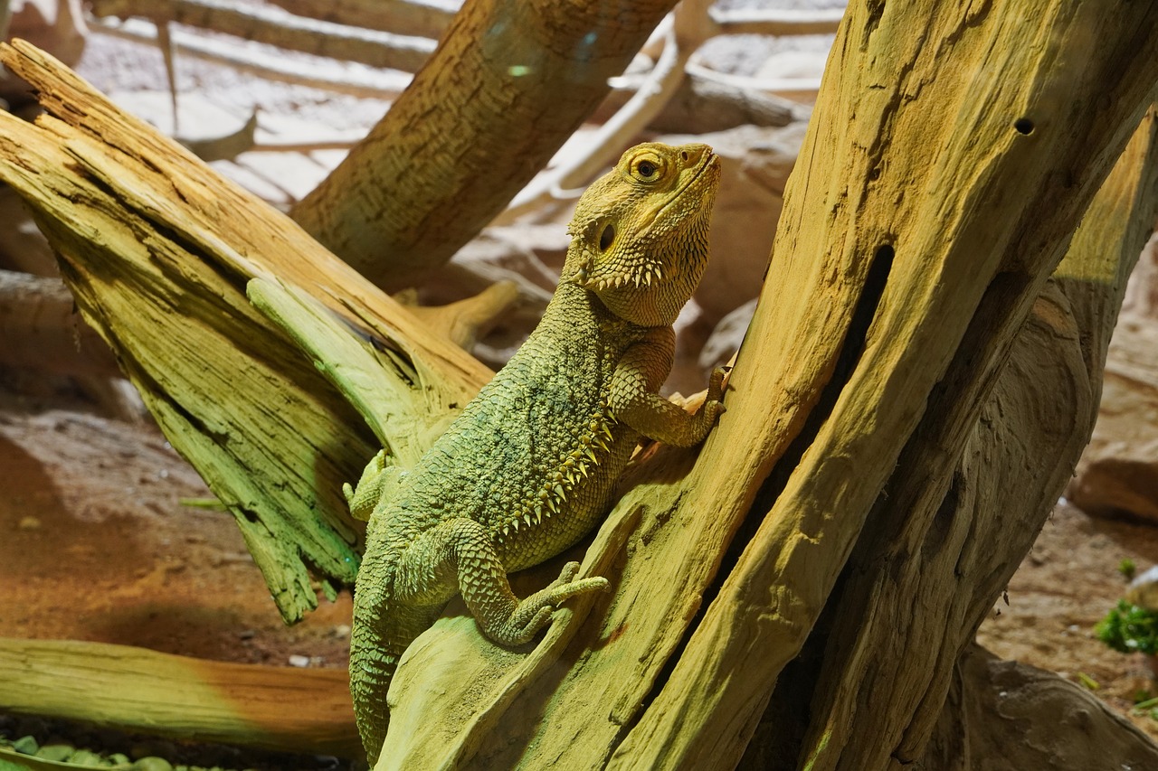 bearded dragon