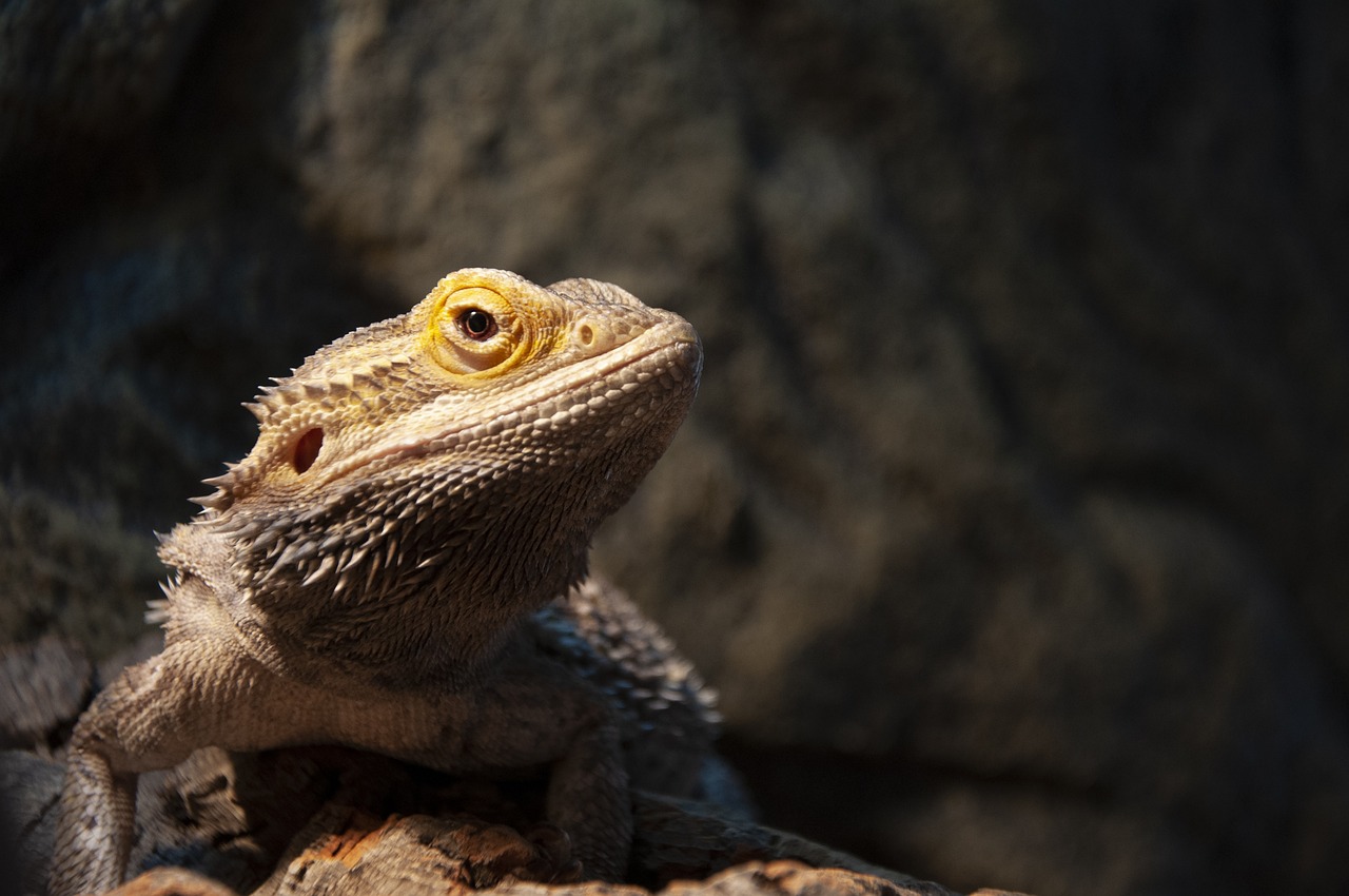 bearded dragon