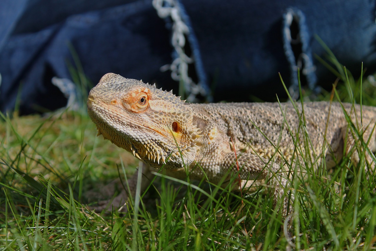 bearded dragon