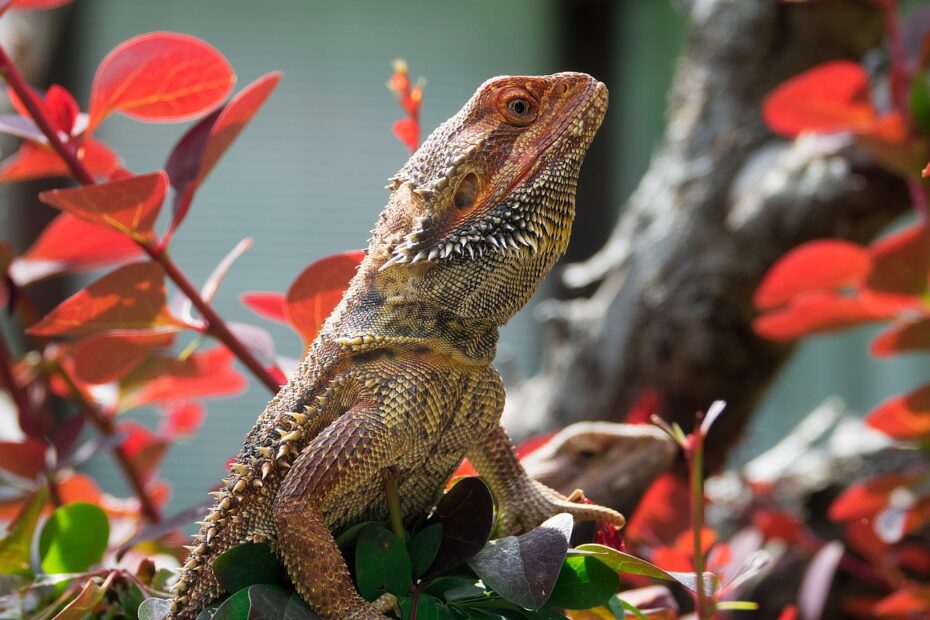 bearded dragon